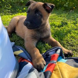 Belgian Malinois Puppies from Snohomish Malinois