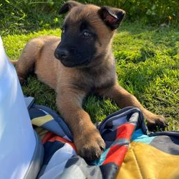 Belgian Malinois Puppies from Snohomish Malinois