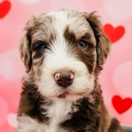 Brown Merle Boy - Red merle male Aussiedoodle puppy in Oklahoma City, Oklahoma from Royal Paw Aussiedoodles