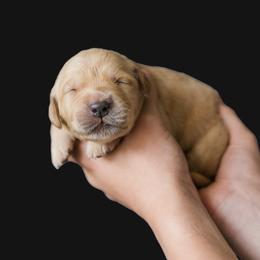 Girl 1 - female Golden Retriever puppy in Oregon from A Goldens First Love