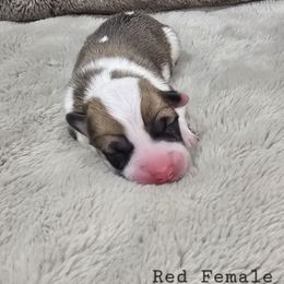 Red female - Red female Pembroke Welsh Corgi puppy in Tenino, Washington from LoneStar Corgis NW