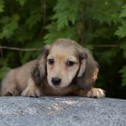 Isaac is 5000dollars - Cream male Dachshund puppy in Crystal, Michigan from Mare-bella Dachshunds