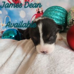 James Dean - Black and tan male Pembroke Welsh Corgi puppy in Louisburg, North Carolina from Lucky Penny Corgis