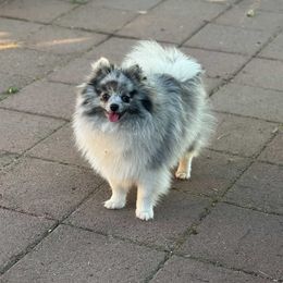 Lexie - Pomeranian