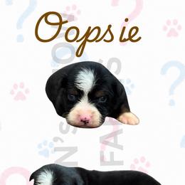 1st pick - Black tri male Miniature Australian Shepherd puppy in Oronogo, Missouri from Dutton's Show Me Farms