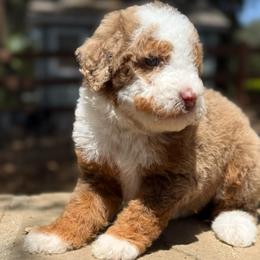 Twix - Chocolate merle male Bernedoodle puppy in Temecula, California from Country Hills Doodles