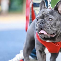 French Bulldogs from No Koast Kennels