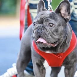 French Bulldogs from No Koast Kennels