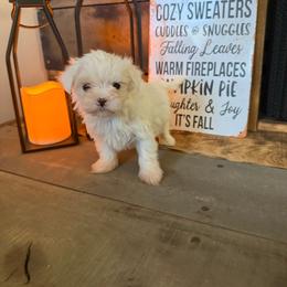Lilly - White female Maltese puppy in Asheville, North Carolina from TCBs Glowing Maltese
