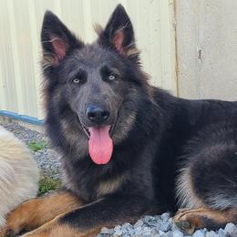 Ruka - German Shepherd