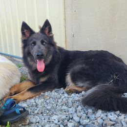 Ruka - German Shepherd