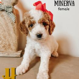 Minerva - Parti female Goldendoodle puppy in Hilton, New York from The House of Goldendoodle