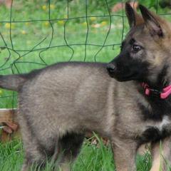 German Shepherds from Wildhaus Kennels Working German Shepherd Dogs