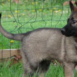 German Shepherds from Wildhaus Kennels Working German Shepherd Dogs