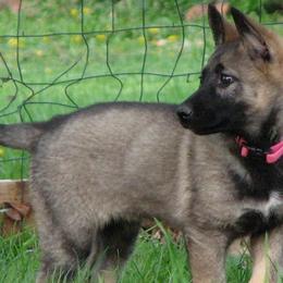 German Shepherds from Wildhaus Kennels Working German Shepherd Dogs
