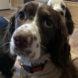 Willow - English Springer Spaniel