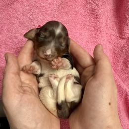 Daphne - Dapple female Dachshund puppy in Westport, Kentucky from Lonestar Creek Farm