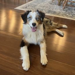 Frankie - Australian Shepherd