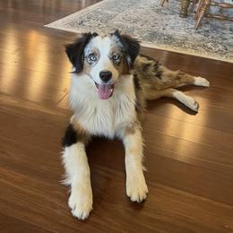 Frankie - Australian Shepherd