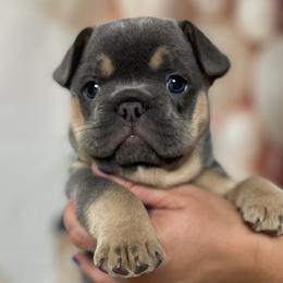 Magenta - Tricolors French Bulldog puppy in Ligonier, Pennsylvania from Wiggle Butz Frenchies