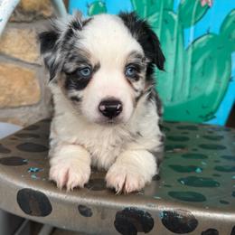 Studly - Blue merle male Toy Australian Shepherd puppy in Hawley, Texas from Foxy’s Dachshunds & Toy Aussies