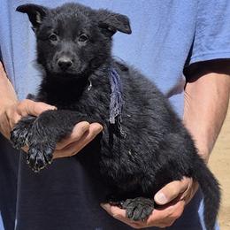 Boy 1 Blue - Black male German Shepherd puppy in Lake George, Colorado from High Country German Shepherds