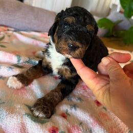 Autumn - Tri-color female Bernedoodle puppy in Gilbert, Arizona from Sunburst Doodles