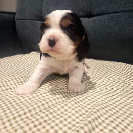 Chase - Tri-color male Cavalier King Charles Spaniel puppy in Stockdale, Texas from Great Oaks Farm Cavaliers