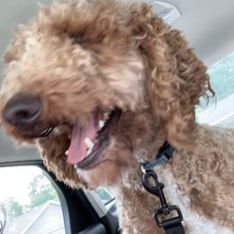 Apollo - Goldendoodle