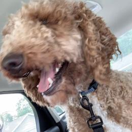 Apollo - Goldendoodle
