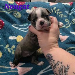 Nougat - Blue female Boston Terrier puppy in Columbus, Ohio from Bryn's AKC Bostons