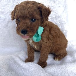Joel - Red  male Goldendoodle puppy in Mint Hill, North Carolina from DoodleForever