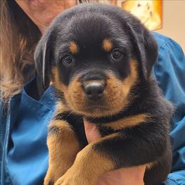 Darco - Black and mahogany male Rottweiler puppy in Humboldt, Arizona from Guardian Angel Rottweiler