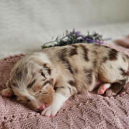 Roxy - Red merle female Australian Shepherd puppy in Mountain Grove, Missouri from K Bar H Farms