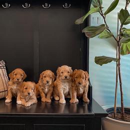 Bernedoodle, Boxer, Goldendoodle, Havapoo, and Poodle Puppies from Lady Paws Puppies