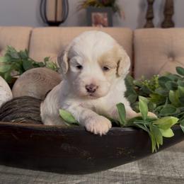 Holly - Yellow and white female Bernedoodle puppy in Cartersville, Georgia from Simply Blessed Doodles