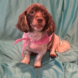 Girl 1 - female Havanese puppy in The Villages, Florida from Happy Tail Companions