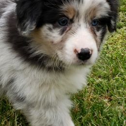 Australian Shepherd Puppies from Red Feather Aussies