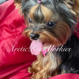 Violet - Yorkshire Terrier
