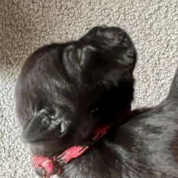 Miss Pink - Black Staffordshire Bull Terrier puppy in Gilson, Illinois from Legacy Kennels