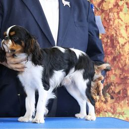 English Toy Spaniels from Enchanting Charlies