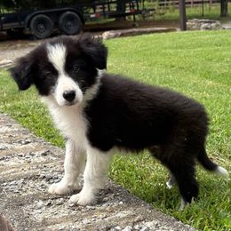 Sage - Black and white male Border Collie puppy in Chattanooga, Tennessee from Ross Vegas Kennels