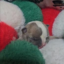 Valentine - Lilac tri-color female Bulldog puppy in Franklin Grove, Illinois from Illinois Bullies Kennel