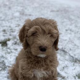 Goldendoodles, Golden Retrievers, and Poodles from Bracha Poodles & Doodles