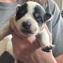 Girl 1 - Blue female Australian Cattle Dog puppy in Norton, Ohio from Australian Cattle Dog Company