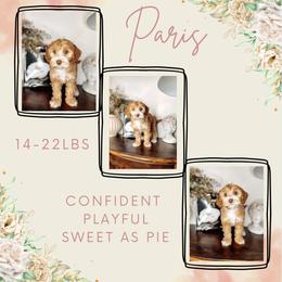 Paris - Caramel cream Australian Labradoodle puppy in Decatur, Alabama from Southern Meadows Doodles