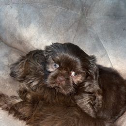Shih Tzu Puppies from I Shih Tzu not Puppies of the Gulf Coast