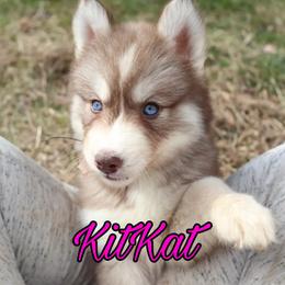 Siberian Husky Puppies from Husky Hotel