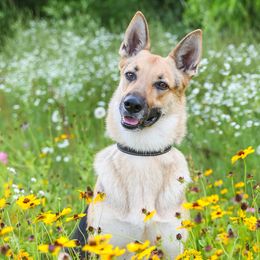German Shepherd puppies from Dog's Play