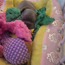 French Bulldog Puppies from Zoomie Time Frenchies